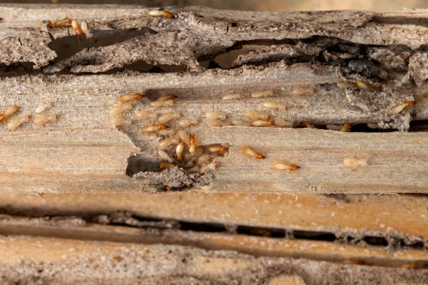 Trusted Fairfax, CA Pest Control Experts