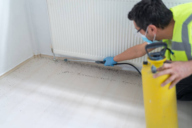 Best Rat Extermination Near Me  in Fairfax, CA